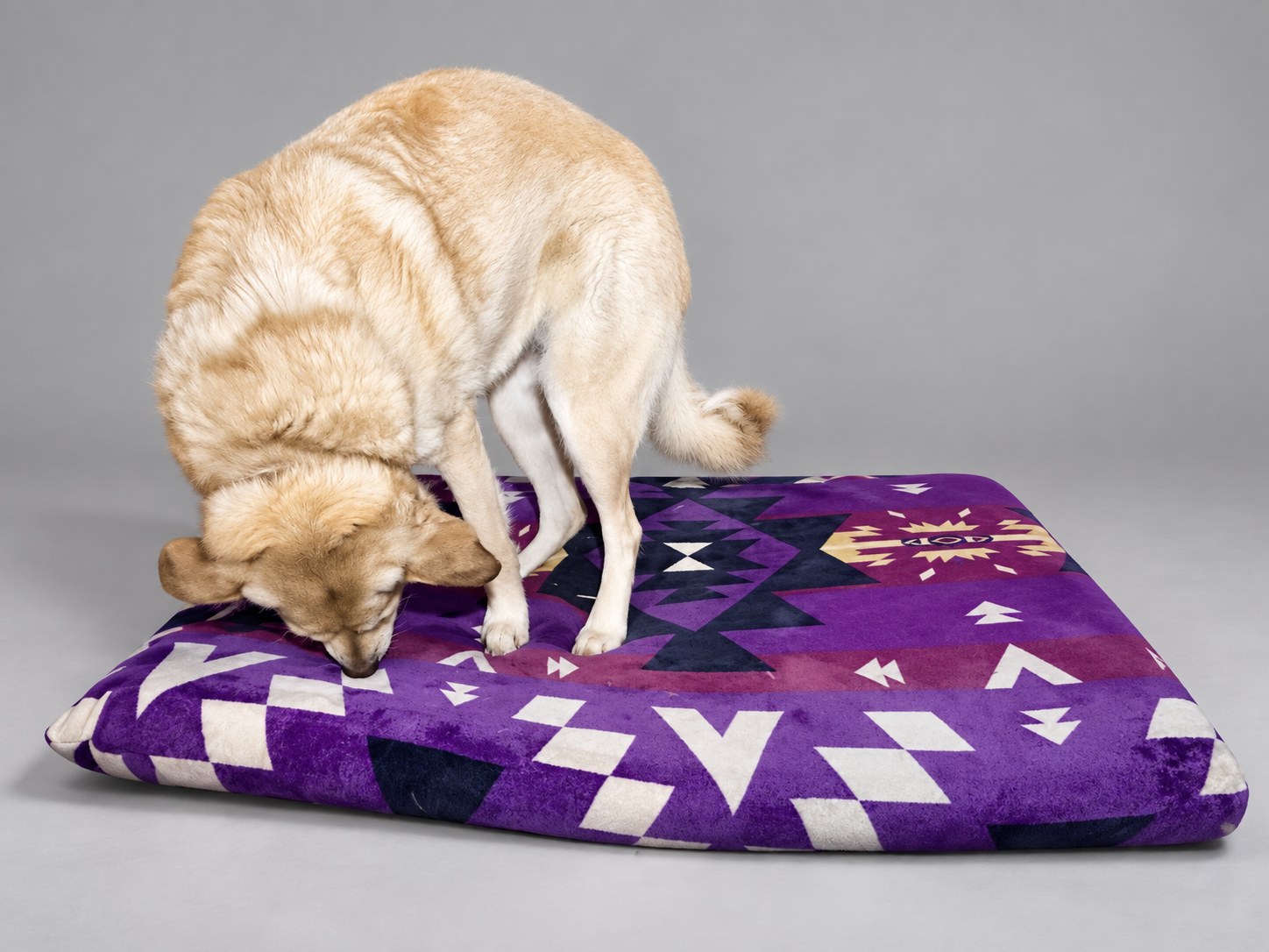 Cream dog standing on a purple geometric Extra Large Flat Imitah bed, showing its relative size